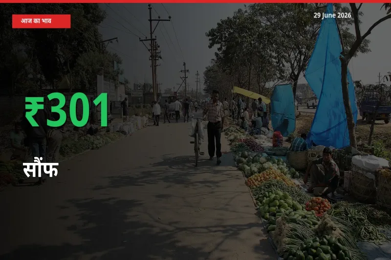 आज का मंडी भाव: सौंफ के दाम मंडी में 300.59% ऊपर