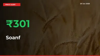 300.59% Spike in Soanf Prices – Mandi Sees Sudden Rally
