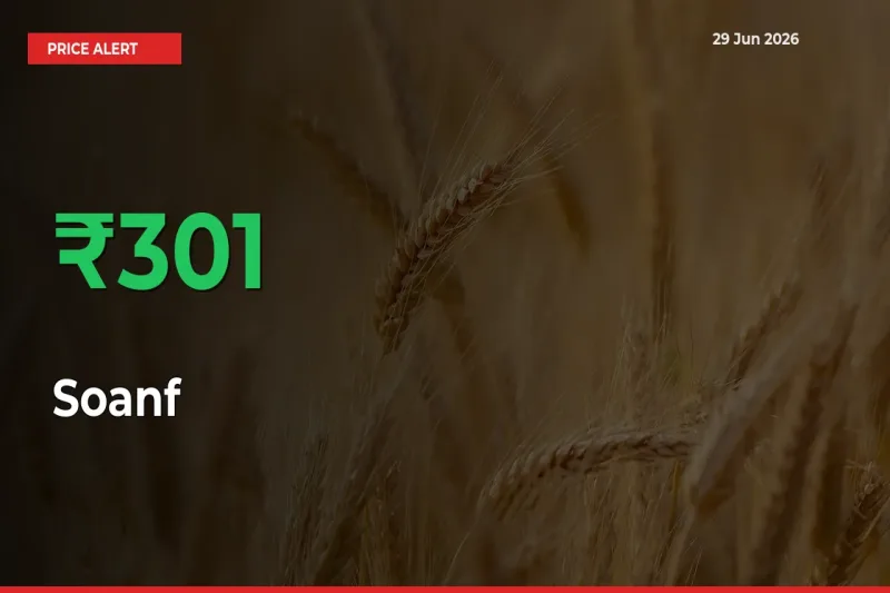 300.59% Spike in Soanf Prices – Mandi Sees Sudden Rally