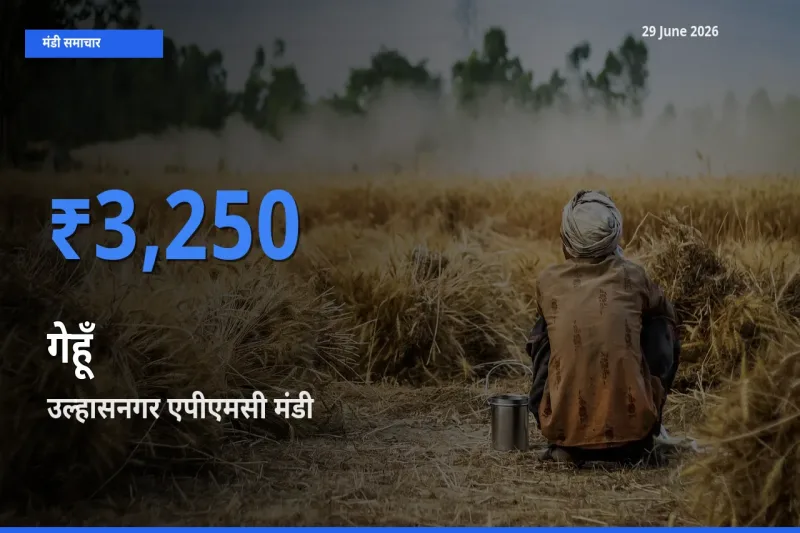 29 June अपडेट: गेहूँ के सबसे ऊँचे दाम उल्हासनगर एपीएमसी मंडी में