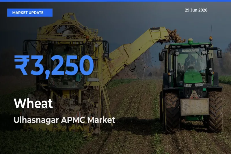 Market Watch: Ulhasnagar APMC Becomes Top Mandi for Wheat