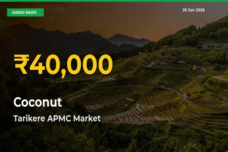 Farmers Benefit as Coconut Rate Touches New High in Tarikere APMC