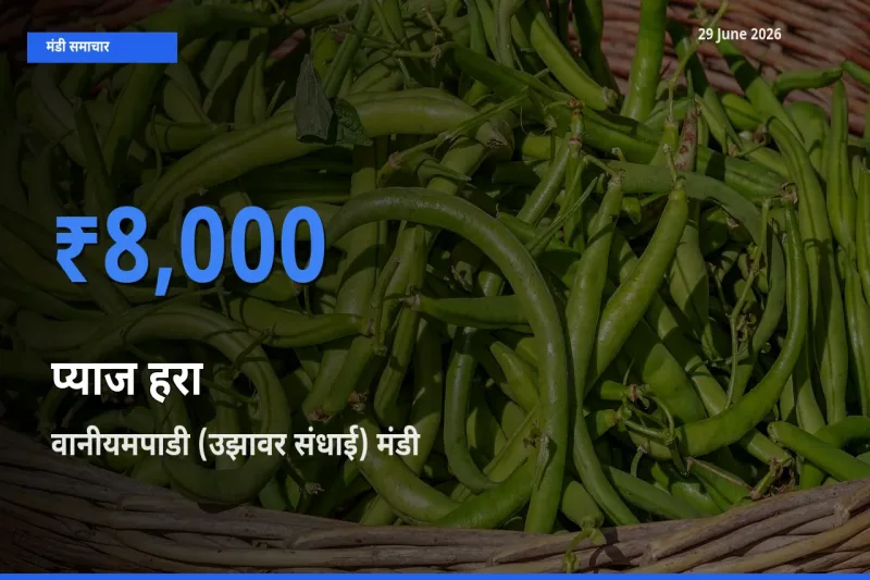 किसानों की पसंद बना वानीयमपाडी (उझावर संधाई), प्याज हरा के सबसे अच्छे दाम