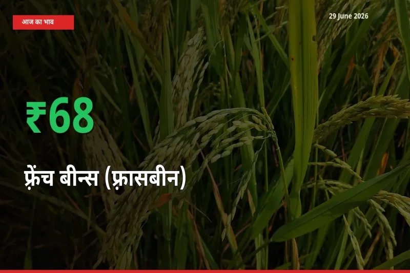 बाज़ार संकेत: फ़्रेंच बीन्स (फ़्रासबीन) के भाव मंडी में 68.3% ऊपर