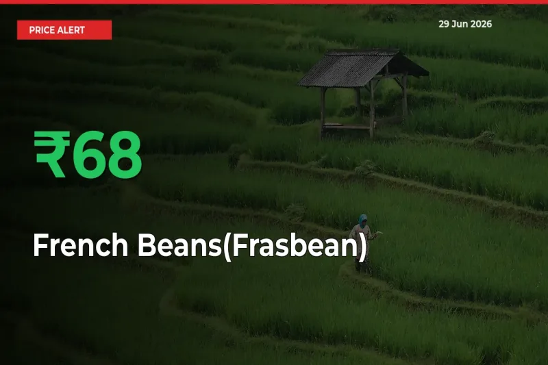 Why French Beans(Frasbean) Prices Rose 68.3% in a Day at Mandis