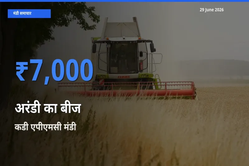 आज अरंडी का बीज के सबसे ऊँचे दाम ₹7,000 कडी एपीएमसी मंडी में