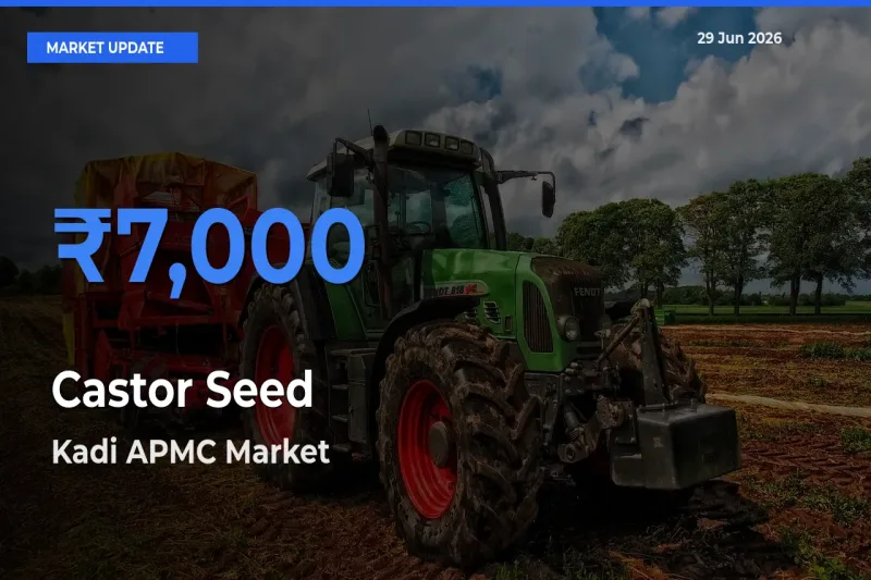 Castor Seed Mandi Rate Today: Kadi APMC Tops the List