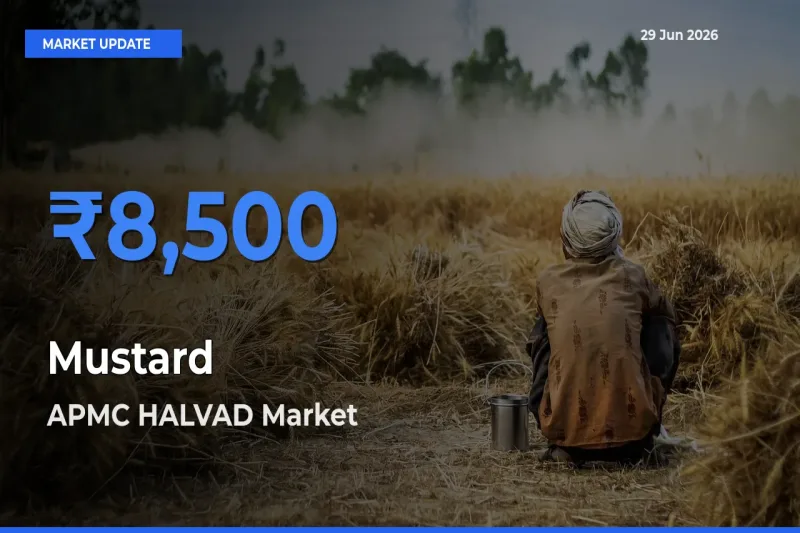 Top Performer! APMC HALVAD Offers Best Mustard Price Today