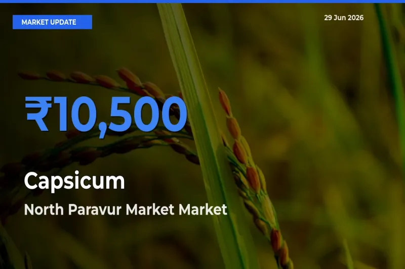 North Paravur Market Records Highest ₹10,500 Rate for Capsicum