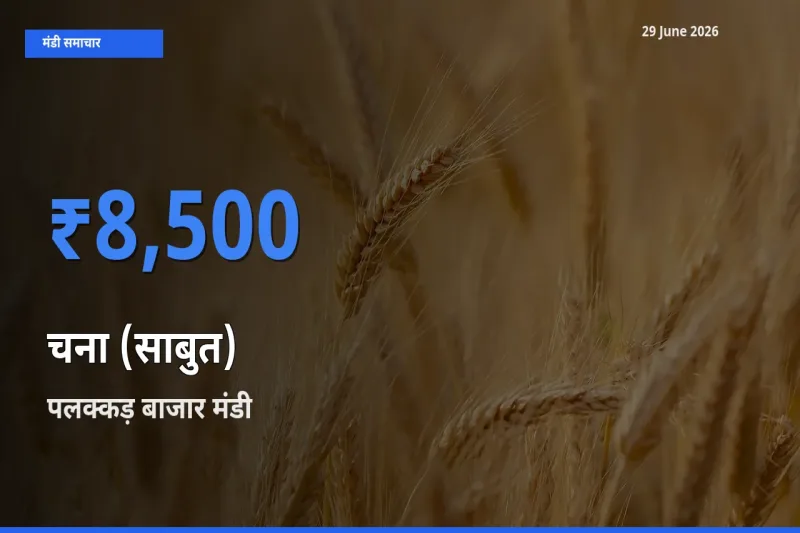 बाज़ार संकेत: पलक्कड़ बाजार बना चना (साबुत) के लिए आज की टॉप मंडी