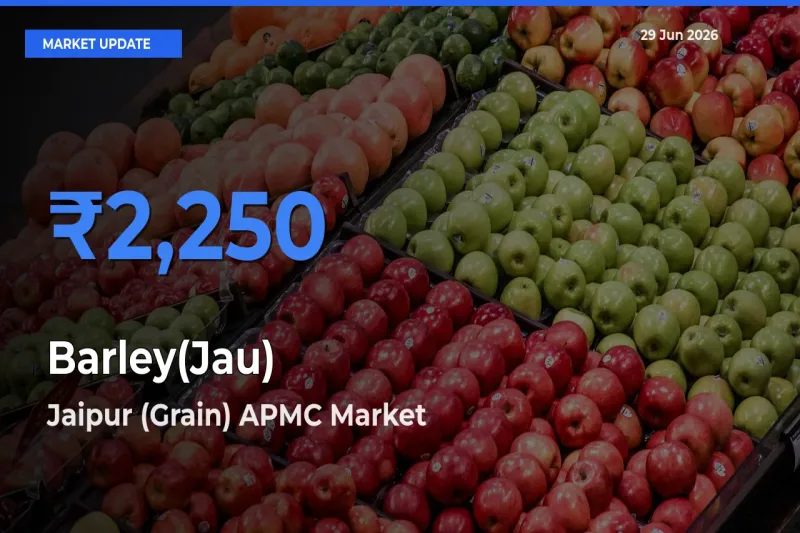 Jaipur (Grain) APMC Leads as Top Mandi for Barley(Jau) Prices