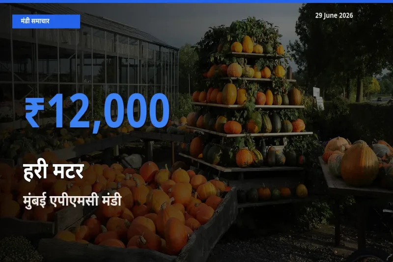 मुंबई एपीएमसी में हरी मटर का आज सबसे ऊँचा भाव