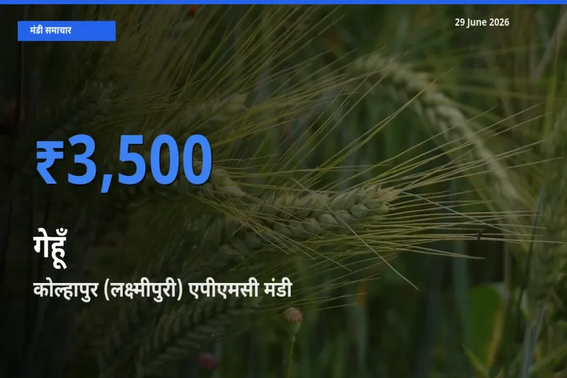 किसानों की पसंद बना कोल्हापुर (लक्ष्मीपुरी) एपीएमसी, गेहूँ के सबसे अच्छे दाम
