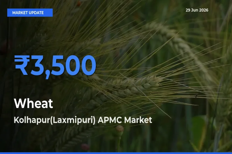 Kolhapur(Laxmipuri) APMC Emerges as Top Mandi for Wheat Prices Today