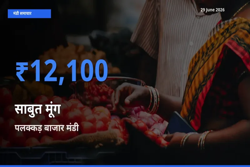 आज साबुत मूंग के सबसे ऊँचे दाम ₹12,100 पलक्कड़ बाजार मंडी में