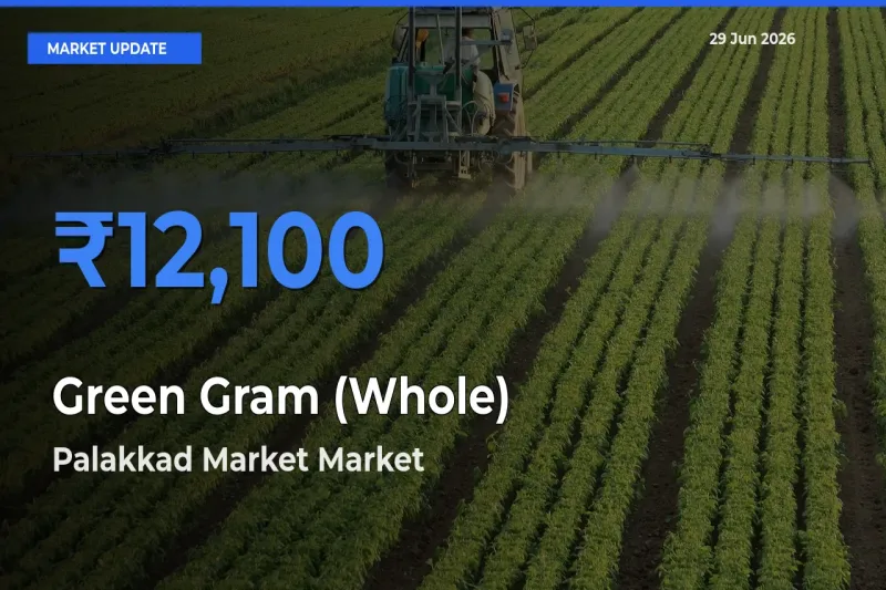 Palakkad Market Records Highest ₹12,100 Rate for Green Gram (Whole)