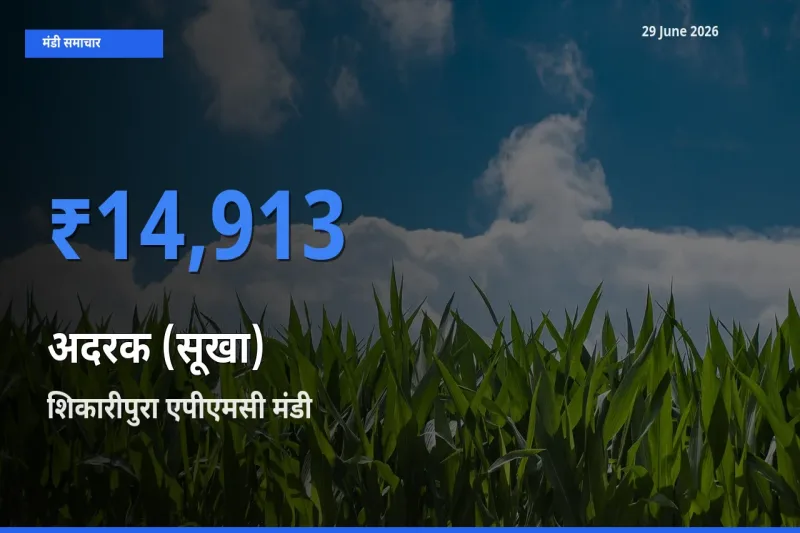 आज का मंडी भाव: अदरक (सूखा) के सबसे ज़्यादा दाम शिकारीपुरा एपीएमसी में