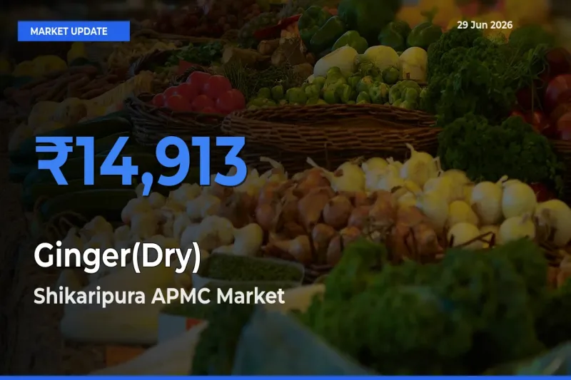 Ginger(Dry) Mandi Rate Today: Shikaripura APMC Tops the List