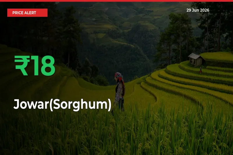 Jowar(Sorghum) Rises 17.57% at Mandis