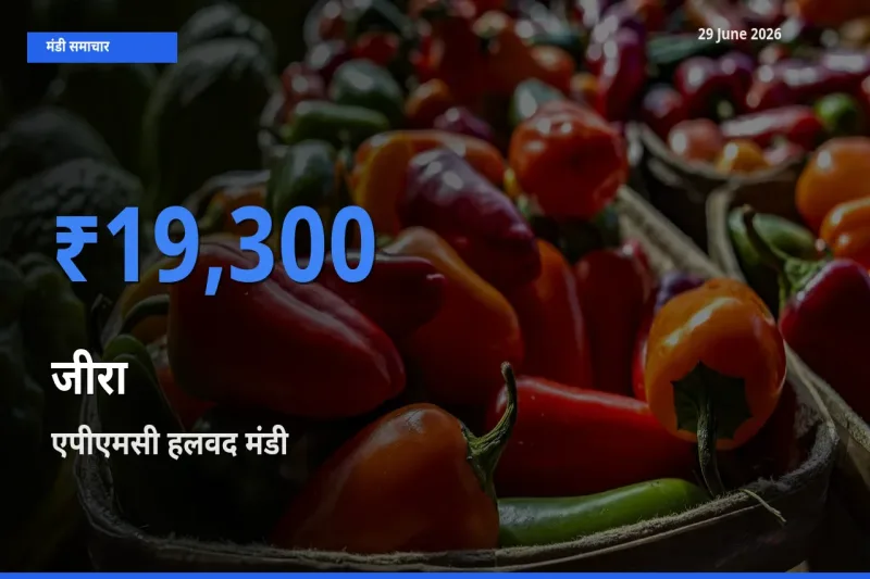 एपीएमसी हलवद में जीरा का आज सबसे ऊँचा भाव