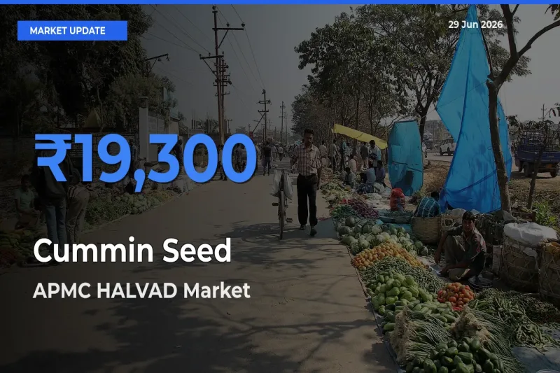 Market Watch: APMC HALVAD Becomes Top Mandi for Cummin Seed