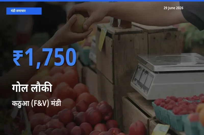 29 June अपडेट: गोल लौकी के सबसे ऊँचे दाम कठुआ (F&V) मंडी में