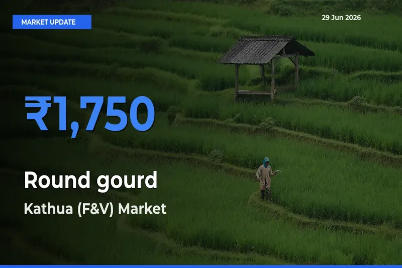 Kathua (F&V) Offers ₹1,750 – Highest Round gourd Rate Today