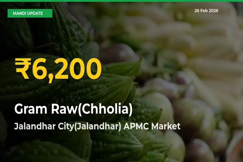 Farmers Benefit as Gram Raw(Chholia) Rate Touches New High in Jalandhar City(Jalandhar) APMC