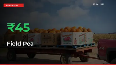 Why Field Pea Prices Rose 44.62% in a Day at Mandis