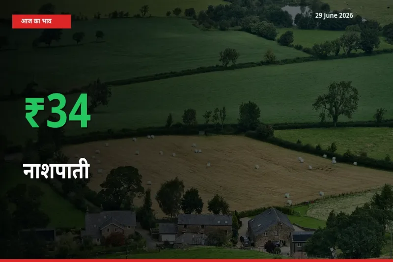 29 June अपडेट: नाशपाती के दाम मंडी में 34.3% उछले