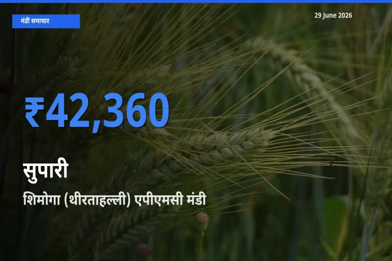 शिमोगा (थीरताहल्ली) एपीएमसी में सुपारी का आज सबसे ऊँचा भाव