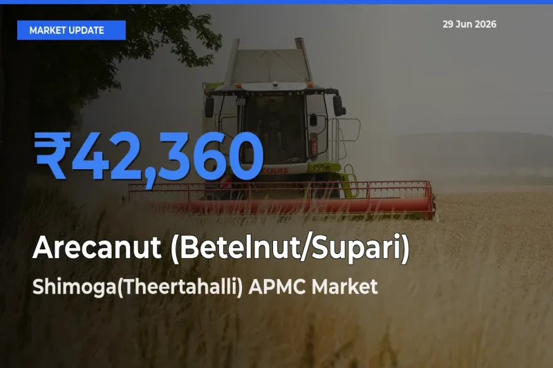 Shimoga(Theertahalli) APMC Leads as Top Mandi for Arecanut (Betelnut/Supari) Prices