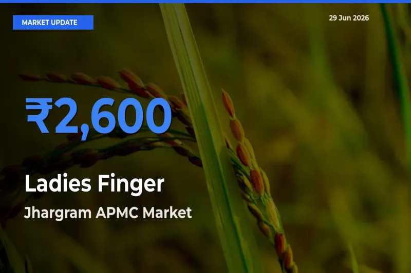 Jhargram APMC Emerges as Top Mandi for Ladies Finger Prices Today