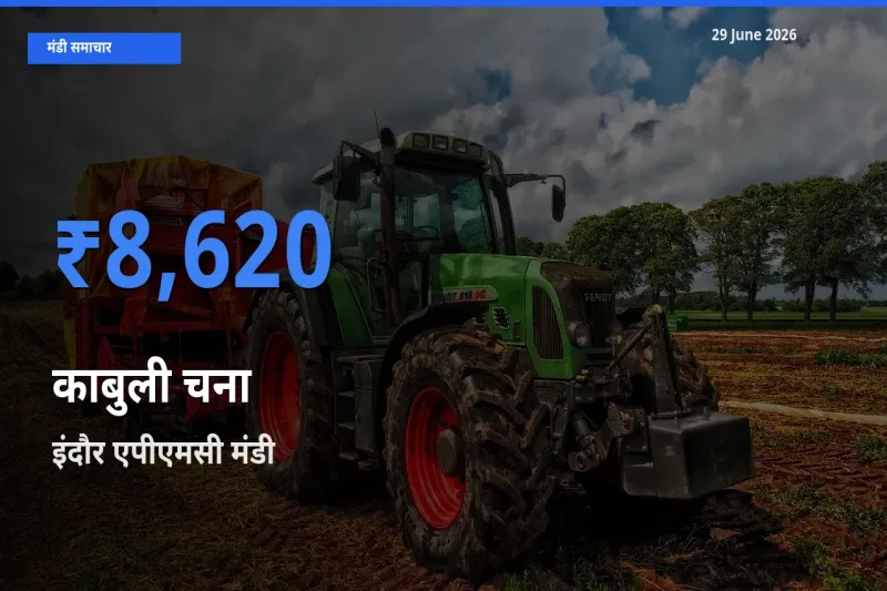 आज काबुली चना के सबसे ऊँचे दाम ₹8,620 इंदौर एपीएमसी मंडी में
