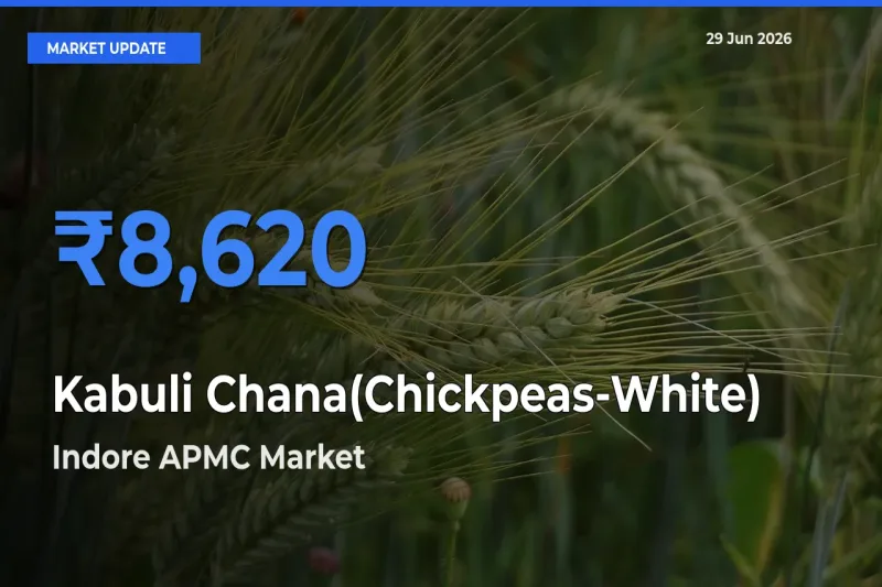 Indore APMC Offers ₹8,620 – Highest Kabuli Chana(Chickpeas-White) Rate Today