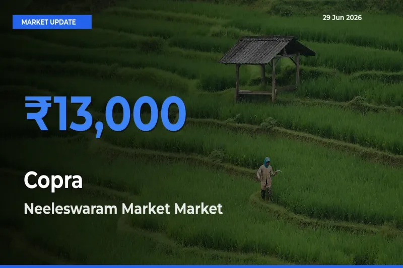 Market Watch: Neeleswaram Market Becomes Top Mandi for Copra