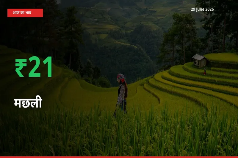 किसानों के लिए खुशखबरी! स्थानीय मंडी में मछली 21.23% उछला