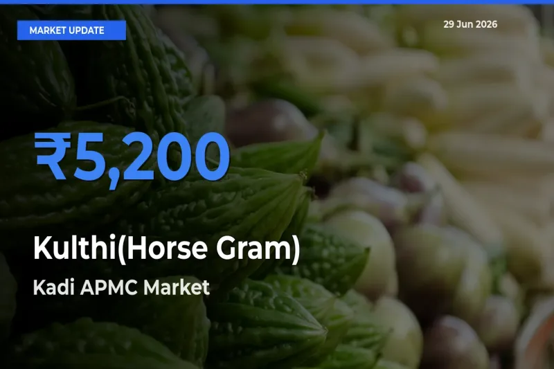 Kadi APMC Tops Kulthi(Horse Gram) Rates – June 29 Market Update
