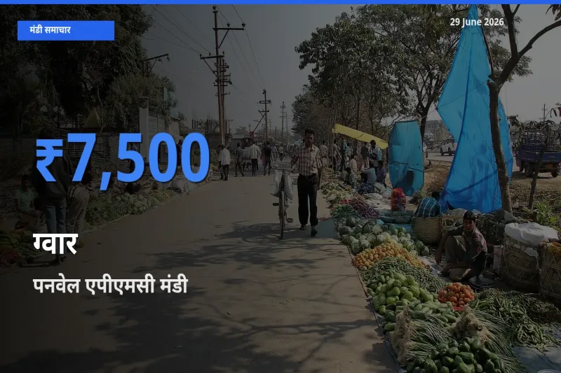 आज का मंडी भाव: ग्वार के सबसे ज़्यादा दाम पनवेल एपीएमसी में