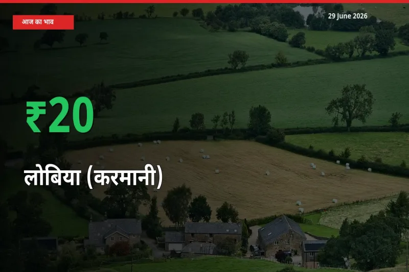 बाज़ार संकेत: लोबिया (करमानी) के भाव मंडी में 19.91% ऊपर