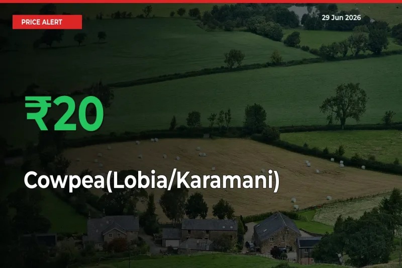 19.91% Spike in Cowpea(Lobia/Karamani) Prices – Mandi Sees Sudden Rally