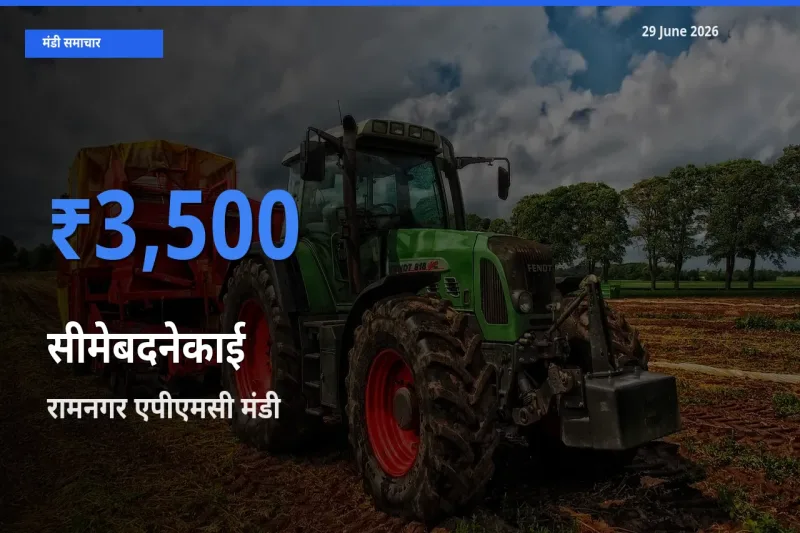 रामनगर एपीएमसी मंडी में सीमेबदनेकाई ₹3,500 पर पहुँचा – आज का सर्वोच्च भाव