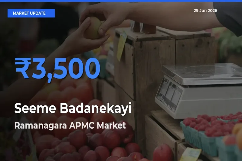 Seeme Badanekayi Mandi Rate Today: Ramanagara APMC Tops the List