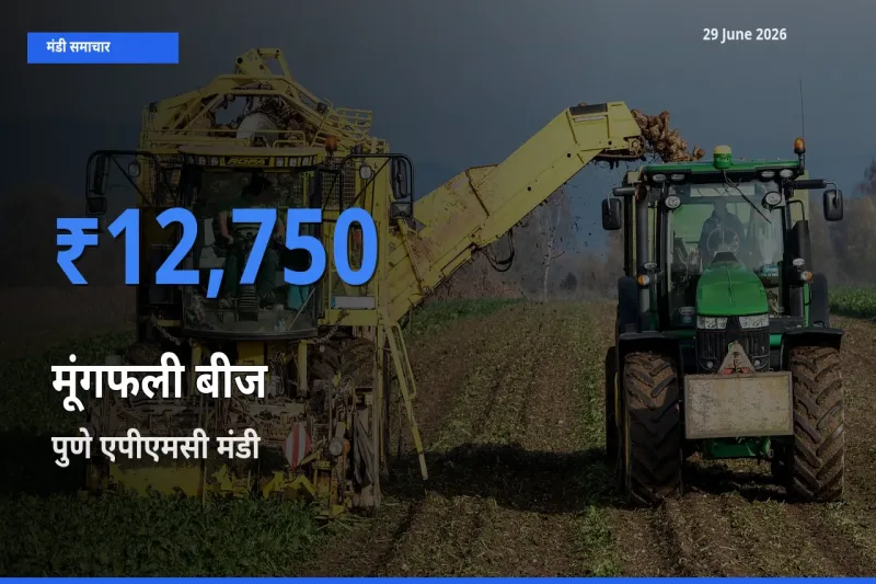 आज मूंगफली बीज के सबसे ऊँचे दाम ₹12,750 पुणे एपीएमसी मंडी में