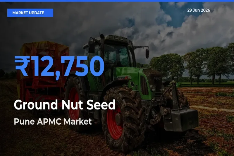Ground Nut Seed Mandi Rate Today: Pune APMC Tops the List