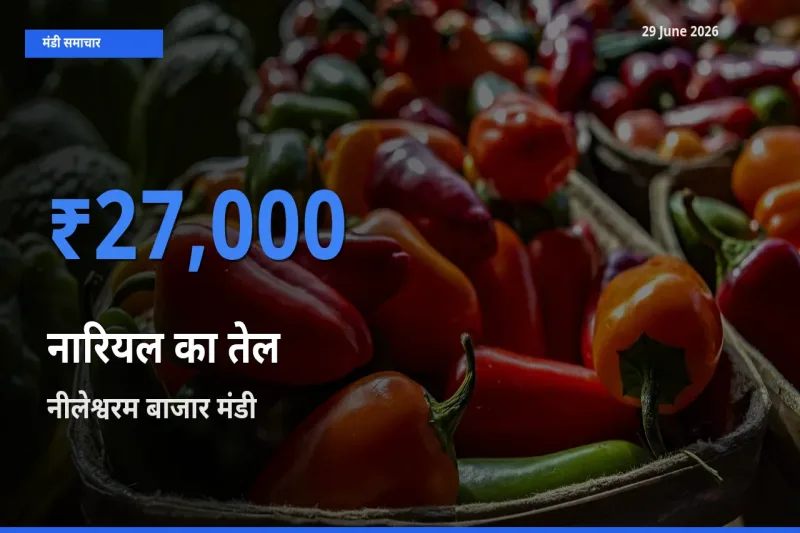 टॉप मंडी बना नीलेश्वरम बाजार! नारियल का तेल के सबसे ऊँचे दाम यहीं दर्ज