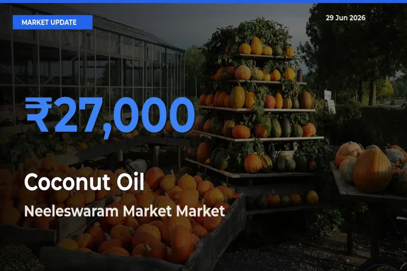Neeleswaram Market Emerges as Top Mandi for Coconut Oil Prices Today