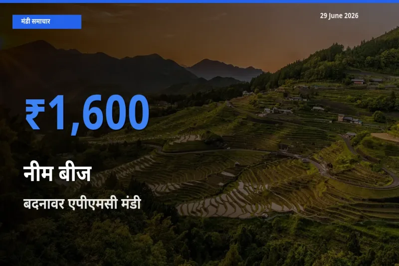 आज नीम बीज के सबसे ज़्यादा दाम बदनावर एपीएमसी मंडी में दर्ज