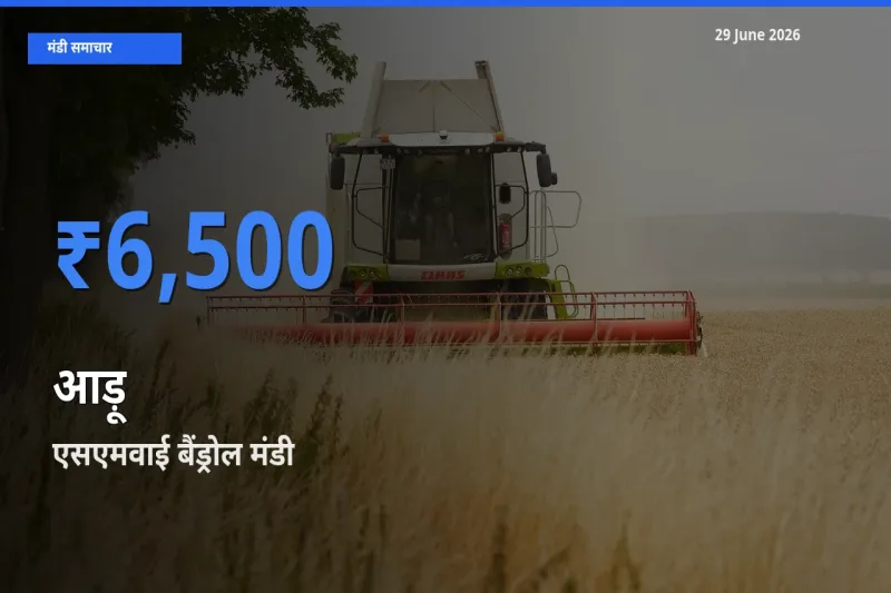एसएमवाई बैंड्रोल मंडी में आड़ू ₹6,500 पर पहुँचा – आज का सर्वोच्च भाव