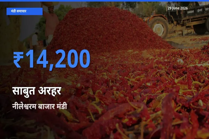नीलेश्वरम बाजार मंडी में साबुत अरहर ₹14,200 पर पहुँचा – आज का सर्वोच्च भाव
